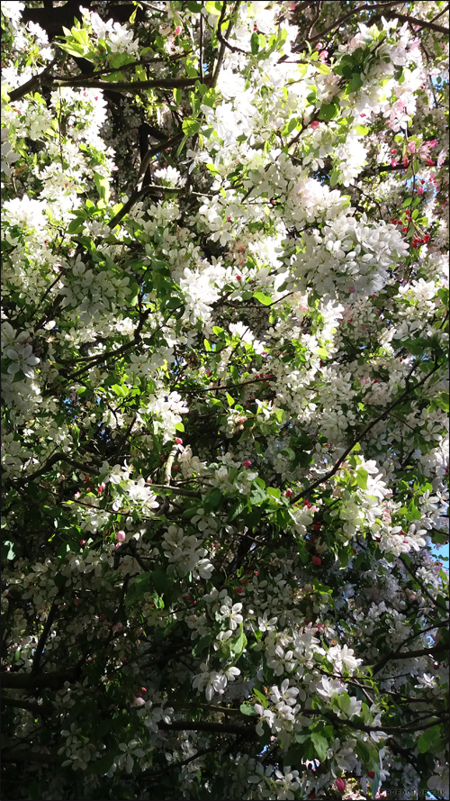 Blossom 4th May