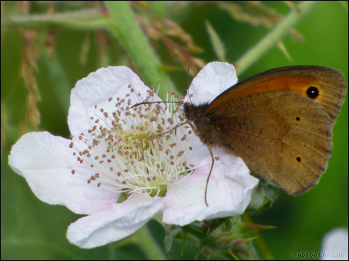 Dragon Goes Wild - Day 25 - Meadow Brown Butterfly