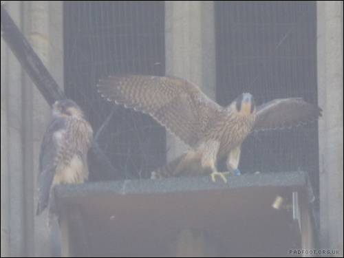 Dragon Goes Wild - Day 6 - Peregrines