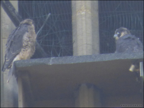 Dragon Goes Wild - Day 6 - Peregrines