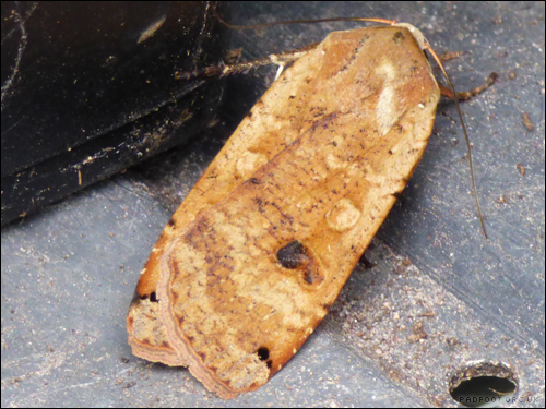Dragon Goes Wild - Day 43 - Large Yellow Underwing