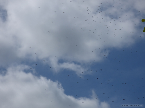 Dragon Goes Wild - Day 36 - Fly Swarm