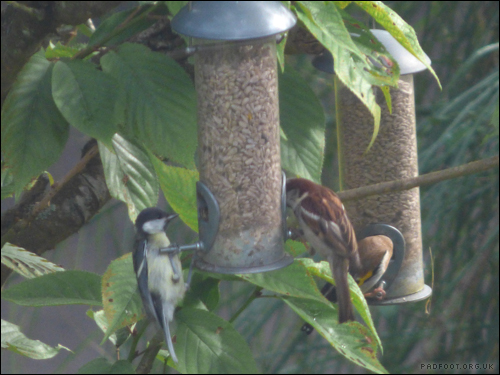 Dragon Goes Wild - Day 53 - Queuing up for the feeders