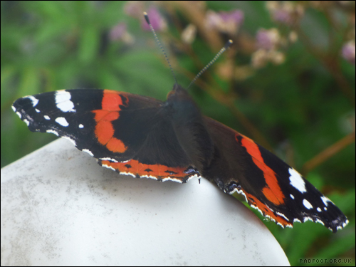 Dragon Goes Wild - Day 72 - Red Admiral