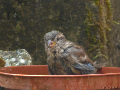 Dragon Goes Wild - Day 90 - Soggy Sparrow